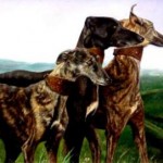 galgos1