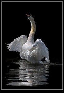 su-majestad-el-cisne