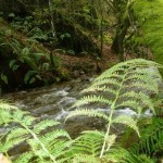 Río Donsal y masa foresta y vegetación autóctona en el soto de Son, en Quintá