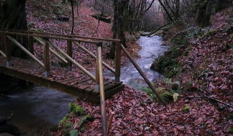 UNA INMERSIÓN BAJO PALIO NATURAL CON SINFONÍAS DE AGUA Y PAISAJES CON LIQUEN