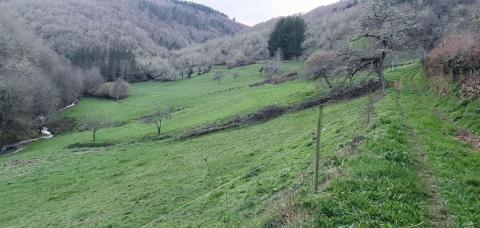 GRAN CANTIDAD DE LÍQUENES -ESTE INVIERNO - EN EL BOSQUE AUTÓCTONO DE LA RUTA DEL DONSAL