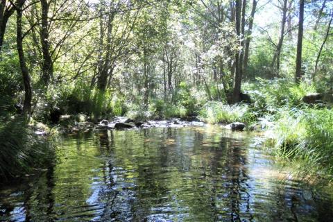 ALTRI Y LA XUNTA DE GALICIA ESCONDIERON LO NEGATIVO DE LA CELULOSA DE PALAS DE REY