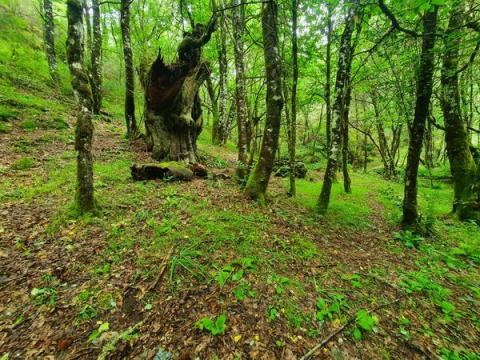 SENDERISTAS DE LA ASOCIACIÓN DE MONTAÑA ARTABROS RECORREN LA RUTA QUINTÁ-RÍO DONSAL RECIÉN ESCULPIDA