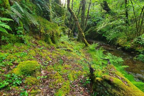 EL PAISAJE Y LA SALUD PÚBLICA EMPIEZAN ANTES DE LA EMERGENCIA