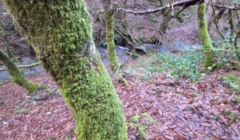 MUSGO Y LÍQUEN GANAN TERRENO EN LA CUENCA DEL DONSAL
