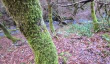 MUSGO Y LÍQUEN GANAN TERRENO EN LA CUENCA DEL DONSAL