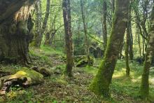 ARTÍCULO-CRÓNICA · PR-G 159 / SENDERO AZUL 2026: LA SOMBRA QUE PREVIENE